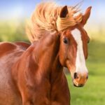 The Horse Unlimited Money Mod Apk 1.1.9