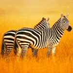 The Zebra Unlimited Money Mod Apk 1.2.0